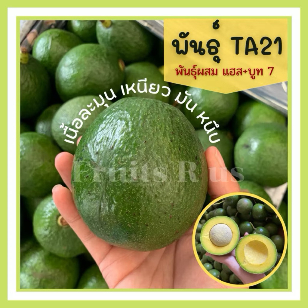 พร้อมส่ง🥑ผลสด รวมสายพันธุ์อาโวคาโด(1 kg.) 034 TA21 บูท7 บัคคาเนีย แฮส พื้นเมือง