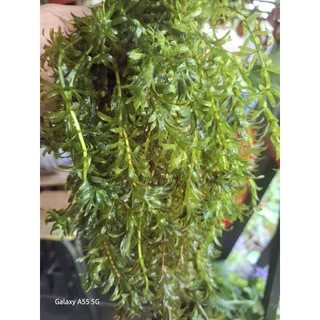 สาหร่ายหางกระรอกแท้ ใช้ตกแต่งตู้ปลา อางปลา ส่งตรงจาก จ.เพชรบุรี