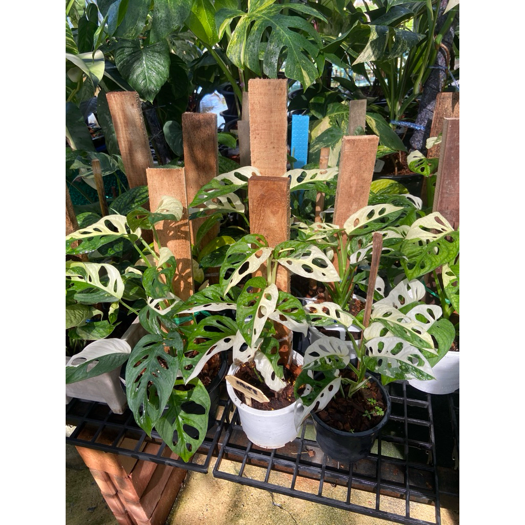 พลูฉลุยักษ์ด่างขาว (Monstera adansonii Albo Variegated) ซึ่งเป็นไม้ประดับยอดนิยมที่มีลักษณะเด่นคือใบมีรูฉลุตามธรรมชาติ