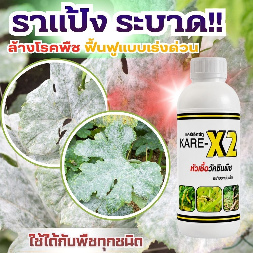 โรคราแป้ง ใบขาว เชื้อราพืช กำจัดโรคพืช ปกป้องพืช หยุดโรคพืช หัวเชื้อเข้มข้น ยับยั้งได้ตรงจุด