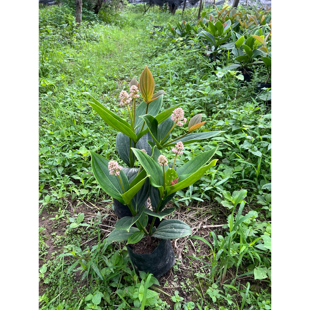 ต้นไข่มุกอันดามัน(showy Medinilla)