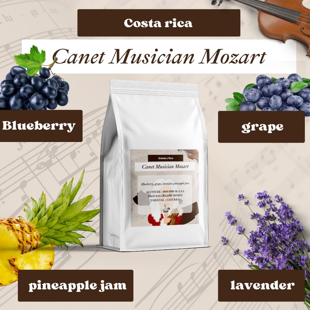 เมล็ดกาแฟคั่วกลางอ่อน Costa rica Canet Musician Mozart - Longdi Coffee