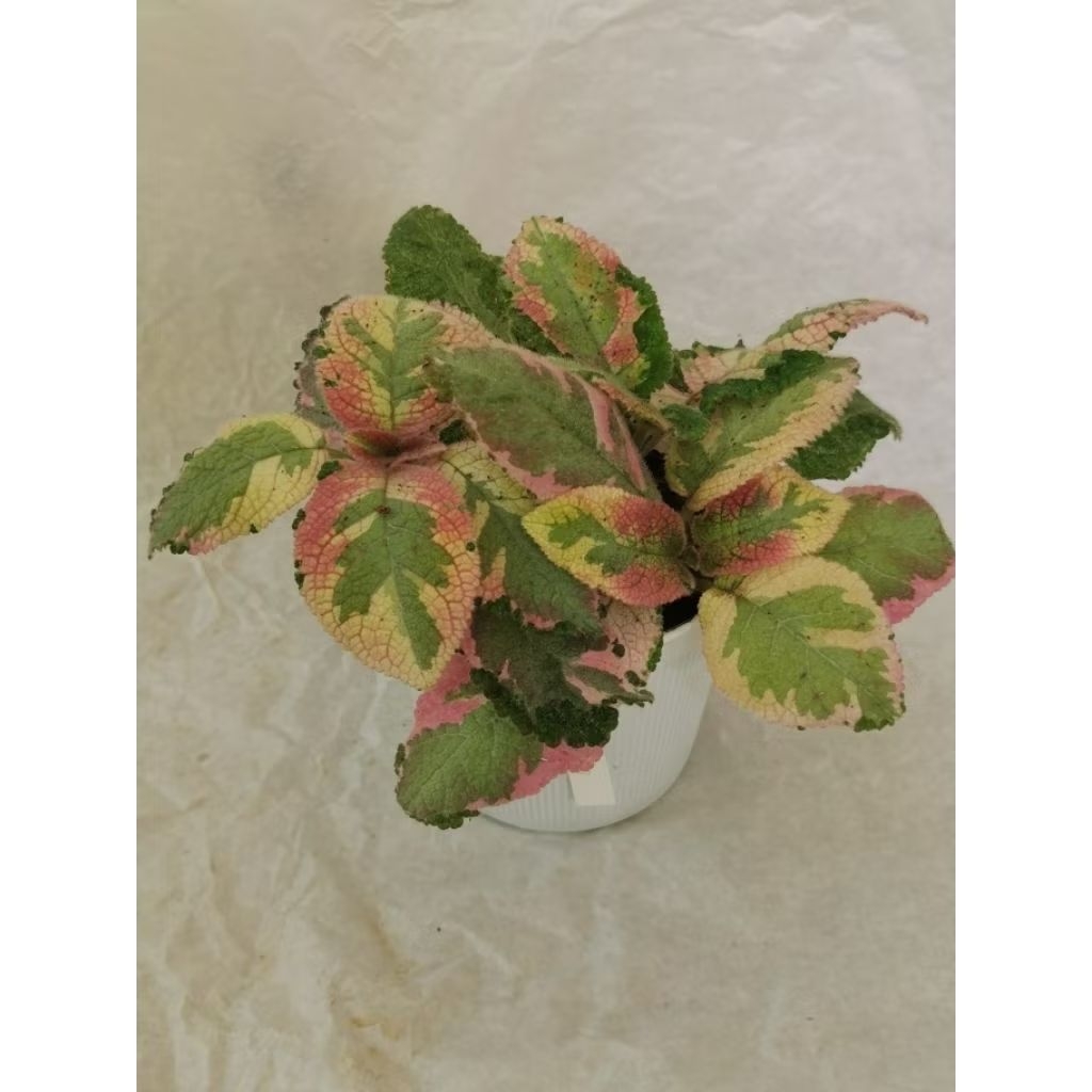 ต้นพรมญี่ปุ่น ปิกัสโซ่ กระถาง 4 นิ้ว (Episcia Picasso)