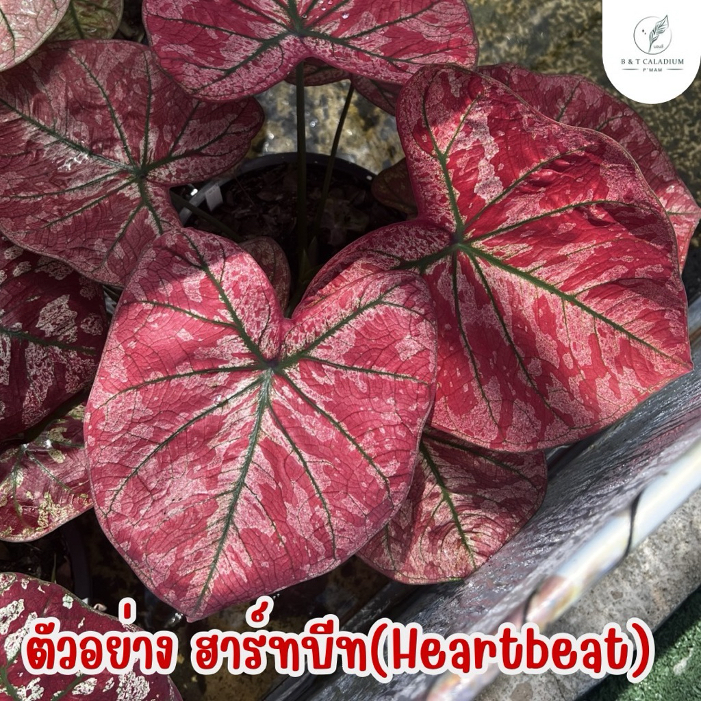 บอนสี ฮาร์ทบีท กระถาง4นิ้ว กัดสีชมพูสวย [อัปเดต04/07/69]
