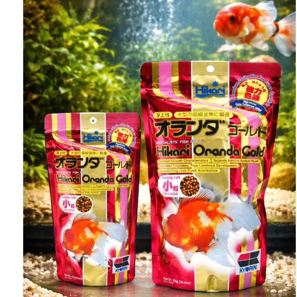 อาหารปลาทอง Hikari Oranda Gold เม็ดลอยสูตรเสริมสร้างสีสันและโครงสร้างปลาให้มีความสมบูรณ์แข็งแรง