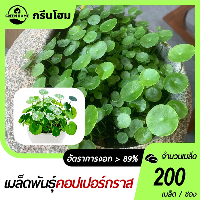 200 เมล็ด เมล็ดพันธุ์ เมล็ดคอปเปอร์กราส ต้นไม้มงคล ต้นไม้ฟอกอากาศ ต้นบอนไซ ต้นไม้สวยงาม ปลูกง่าย