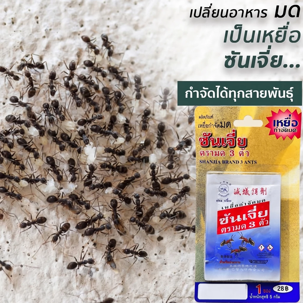 ซันเจี่ย เหยื่อกำจัดมด ยาฆ่ามด ของแท้ 100% เหยื่อตรามด 3 ตัว เหยื่อแบบเม็ด