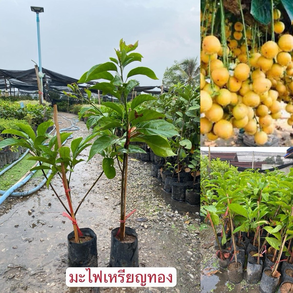 ต้นมะไฟเหรียญทองเสียบยอด สูง50-60เซนต์ (1ต้น)