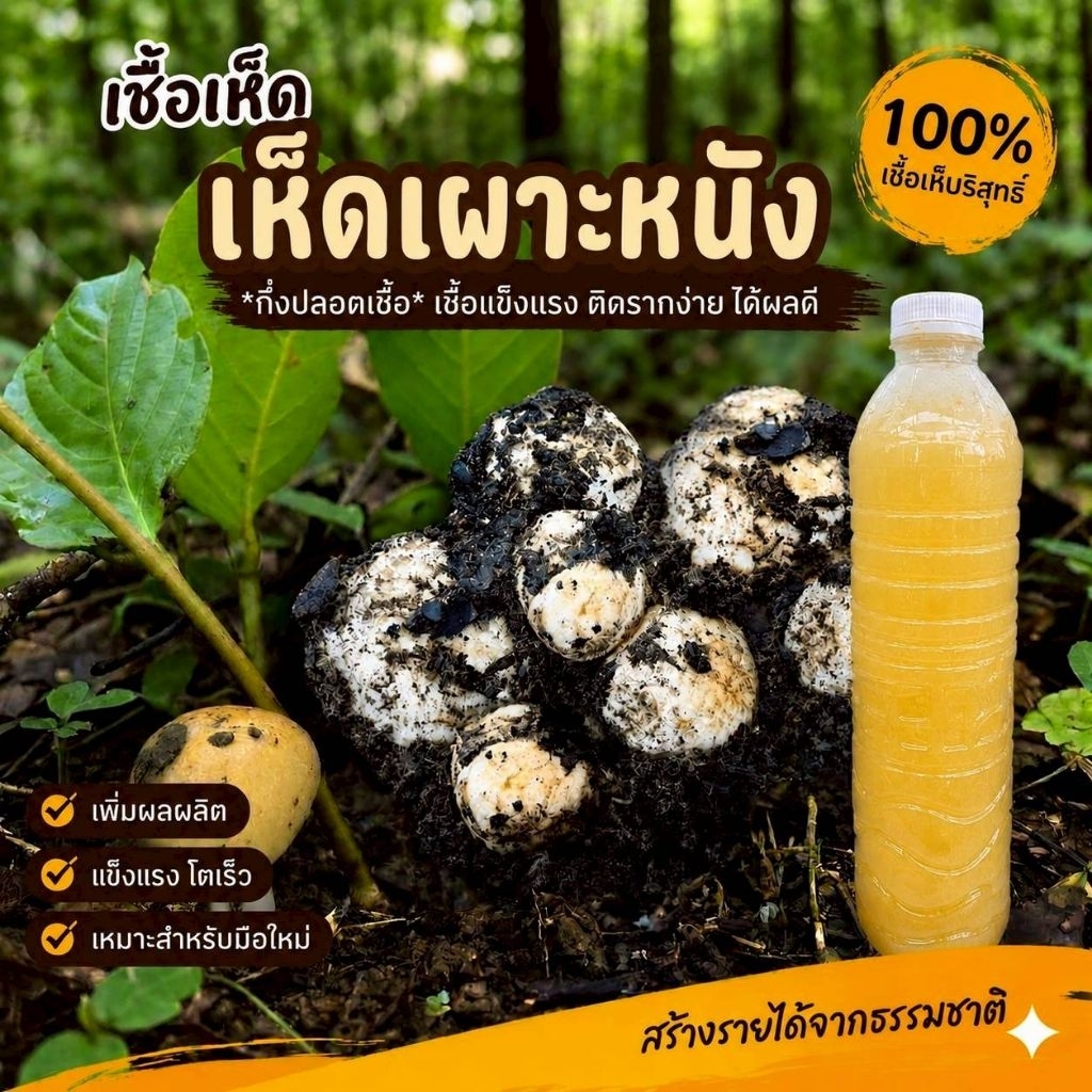 เชื้อเห็ดเผาะหนัง | สูตรเส้นใยบริสุทธิ์ เดินเชื้อเร็ว  600 มล.| โอกาสเกิดสูงขึ้น | พร้อมปลูก พร้อมส่ง