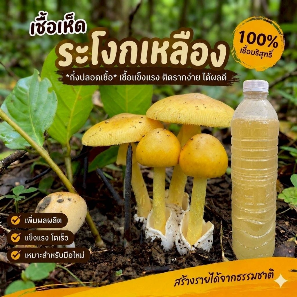เชื้อเห็ดระโงกเข้มข้น | สูตรเส้นใยบริสุทธิ์ เดินเชื้อเร็ว | โอกาสเกิดสูงขึ้น | สูตรเฉพาะ| 600 มล.