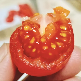 เมล็ดมะเขือเทศญี่ปุ่น Aiko รสชาติหวานอร่อยที่สุด Aiko red cherry tomato และเมล็ดมะเขือเทศเนื้อฟู