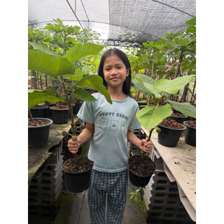 ลูกฟิกส์ พันธุ์อิรักกี้ (1ชุด มี2ต้น) มีลูกติดตรงตามรูป