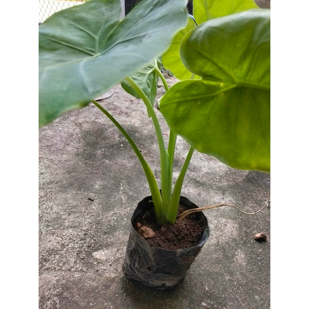 🌿🌿 ขายต้นออดิบ ต้นแข็งแรง พร้อมปลูก 🌿🌿 ถุงดำ 10 แถม 1