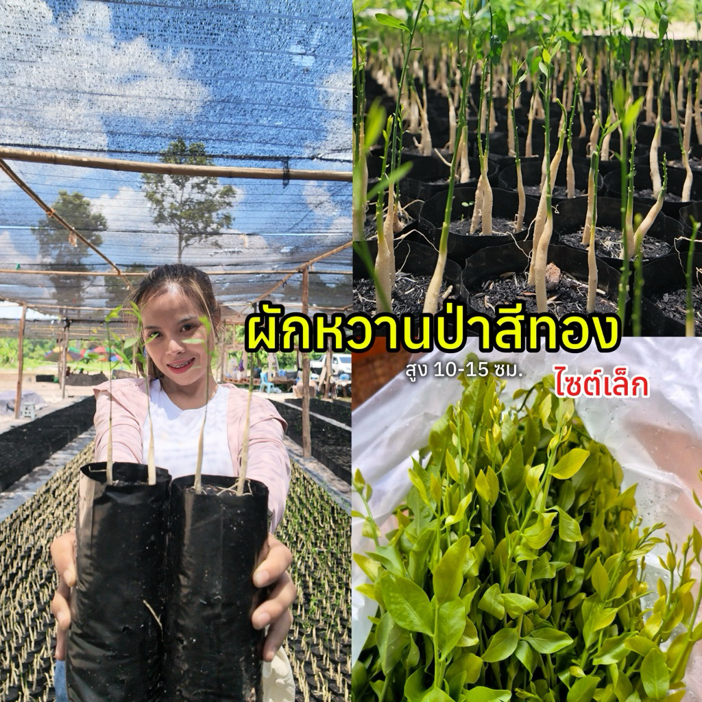 ต้นผักหวานป่าสีทอง (เพาะเมล็ด) ไซต์เล็ก สูง 10-15 ซม. (สั่งขั้นต่ำ 2 ถุง) คัดสวยๆ