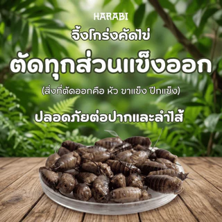 จิ้งโกร่งไข่ HARABI ตัดสวนที่แข็งออกหมดปลอดเชื้อโรคไร้พยาธิ อาหารสำหรับสัตว์เล็ก Exotic pet ขนาด 50 กรัม แมลง จิ้งโกร่ง