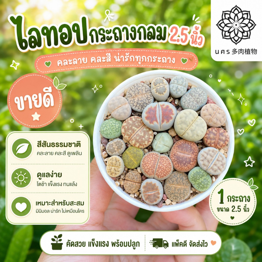 พรีออเดอร์🪴 ไลทอปพอต กระถางกลม ไลทอปกระถางกลม