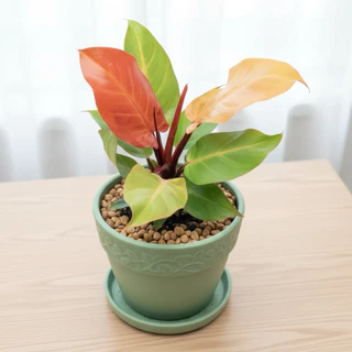 เชอรี่เรด กุมารแดงเรียกทรัพย์ กระถาง 6 นิ้ว 5-6 ใบ ใบกลม(philodendron cherry red)