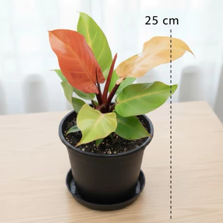 เชอรี่เรด กุมารแดงเรียกทรัพย์ กระถาง 6 นิ้ว 5-6 ใบ ใบกลม(philodendron cherry red)