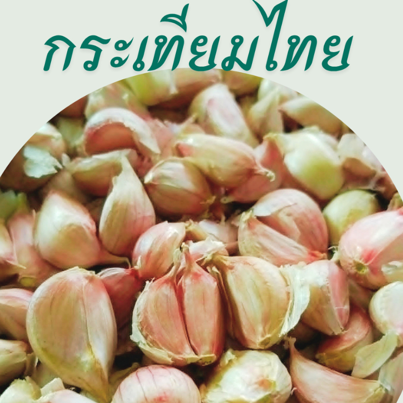 กระเทียมไทยแกะกลีบ กระเทียมแม่ฮ่องสอน แกะมือ กลีบไม่ช้ำ แกะใหม่ๆทุกวัน คัดกลีบสวยๆ รับประกันไม่มีฝ่อ