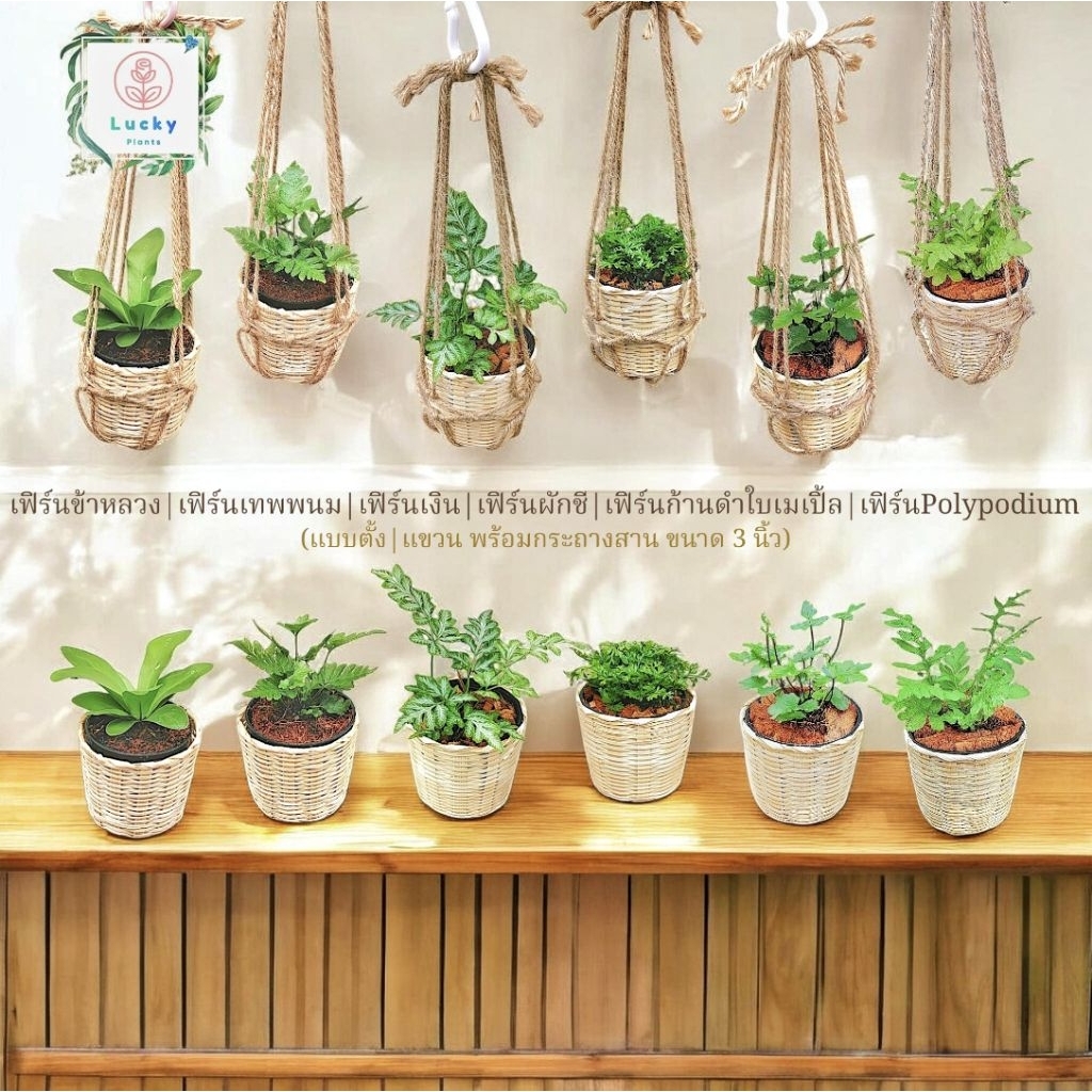 🌿เฟิร์นข้าหลวง/เทพพนม/ใบเงิน/ใบผักชี/ก้านดำ/Polypodium แบบตั้ง,แขวน พร้อมกระถางสานไม้ไผ่ ขนาด 3 นิ้ว ช่วยฟอกอากาศ