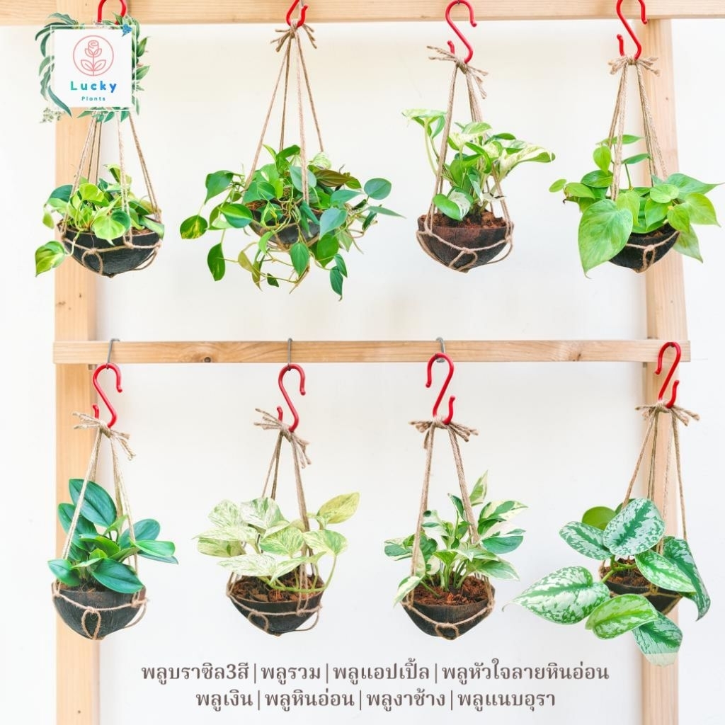 🍀พลูบราซิลสามสี /พลูรวม /แอปเปิ้ล /หัวใจลายหินอ่อน /ใบเงิน /หินอ่อน /งาช้าง /แนบอุรา ในกะลา+เชือกป่าน+ตะขอแขวน