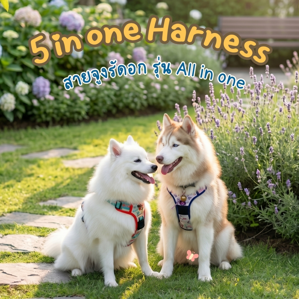 สายจูงหมา ฮาร์เนสน้องหมา สายจูงรัดอก Sugarpawrent ชูการ์พอวเรนท์ เซ็ตฮาเนส5in1 สำหรับสัตว์เลี้ยง