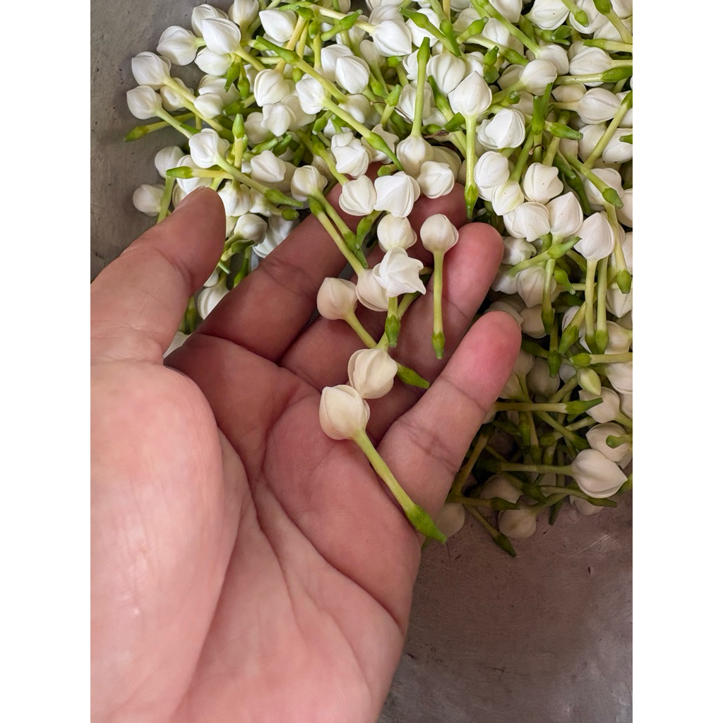 ดอกพุดตูม🌱ดอกพุดร้อยมาลัยเก็บสด(บรรจุ100/200ดอก)เก็บตามออเดอร์
