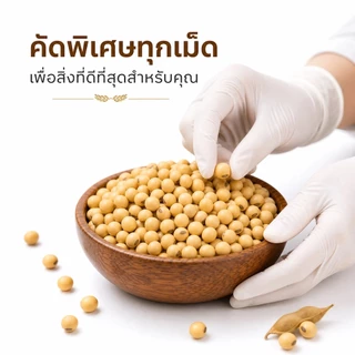 ถั่วเหลือง Soybeans ชนิดคัดพิเศษ เม็ดอวบสวย | Natural & Protein | ทำน้ำเต้าหู้โฮมเมด/เต้าหู้ขาว/นมถั่วเหลือง/เทมเป้