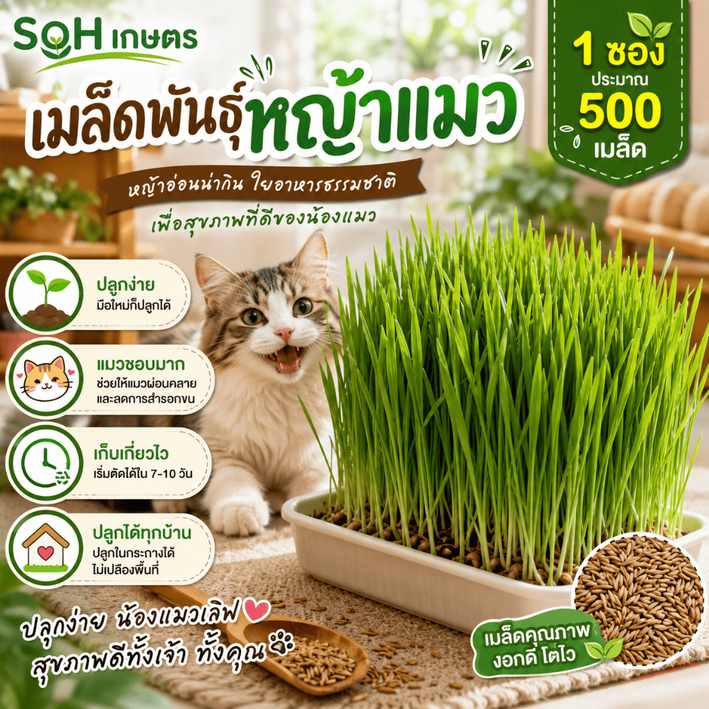เมล็ดพันธุ์หญ้าแมวบรรจุ 500เมล็ดต่อถุง ไม่ต้องการดูแลยุ่งยาก ใช้เวลาสั้นเก็บเกี่ยวได้ หญ้าอ่อนอร่อย สัตว์เลี้ยงชอบกิน ลด