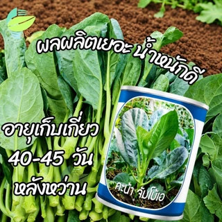 เมล็ดพันธุ์ คะน้า จัมโบ้เอ ตราลูกโลก