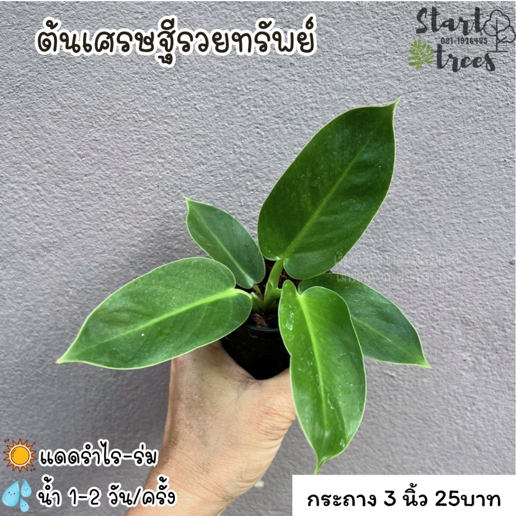 ต้นเศรษฐีรวยทรัพย์ ซื้อ 5 ต้นแถมปุ๋ย