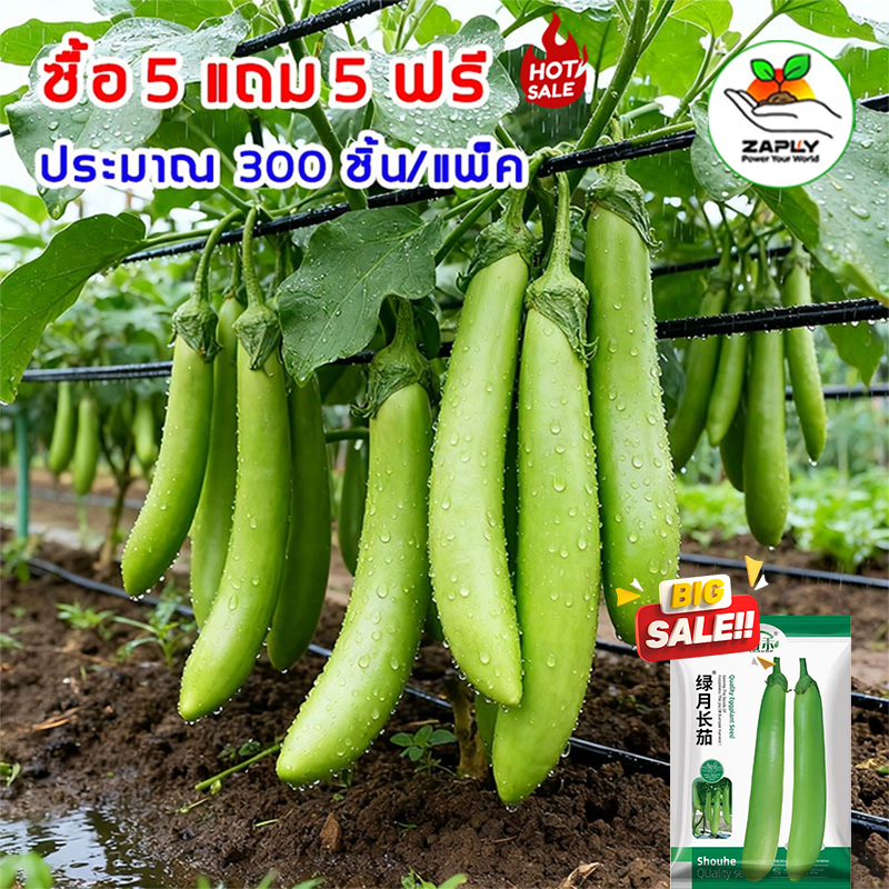 [ ซื้อ 5 แถม 5 ฟรี] เมล็ดพันธุ์ เมล็ดมะเขือยาว 300 มล็ด งอกดี ปลูกง่าย โตไว ผลผลิตสูง ลูกดก ทานอร่อย