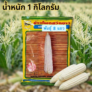 สิงโต เมล็ด ข้าวโพด ขาวปุ้มปุ้ย,เทียนดำ,ข้าวโพดเทียนม่วง-ขาว,เทียน3สี,เทียนเหลือง,เทียนขาว,แปดแถว,สวีท (1 กิโลกรัม)