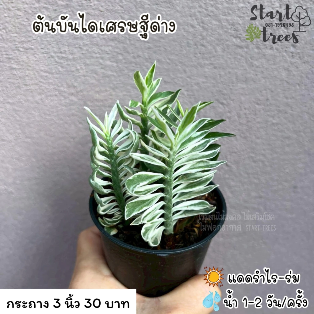 [ สินค้าพร้อมจัดส่งด่วน ] ต้นบันไดเศรษฐีด่าง ไม้ฟอกอกาศ ซื้อ 5 ต้น แถมปุ๋ย 1 ขวดเล็ก