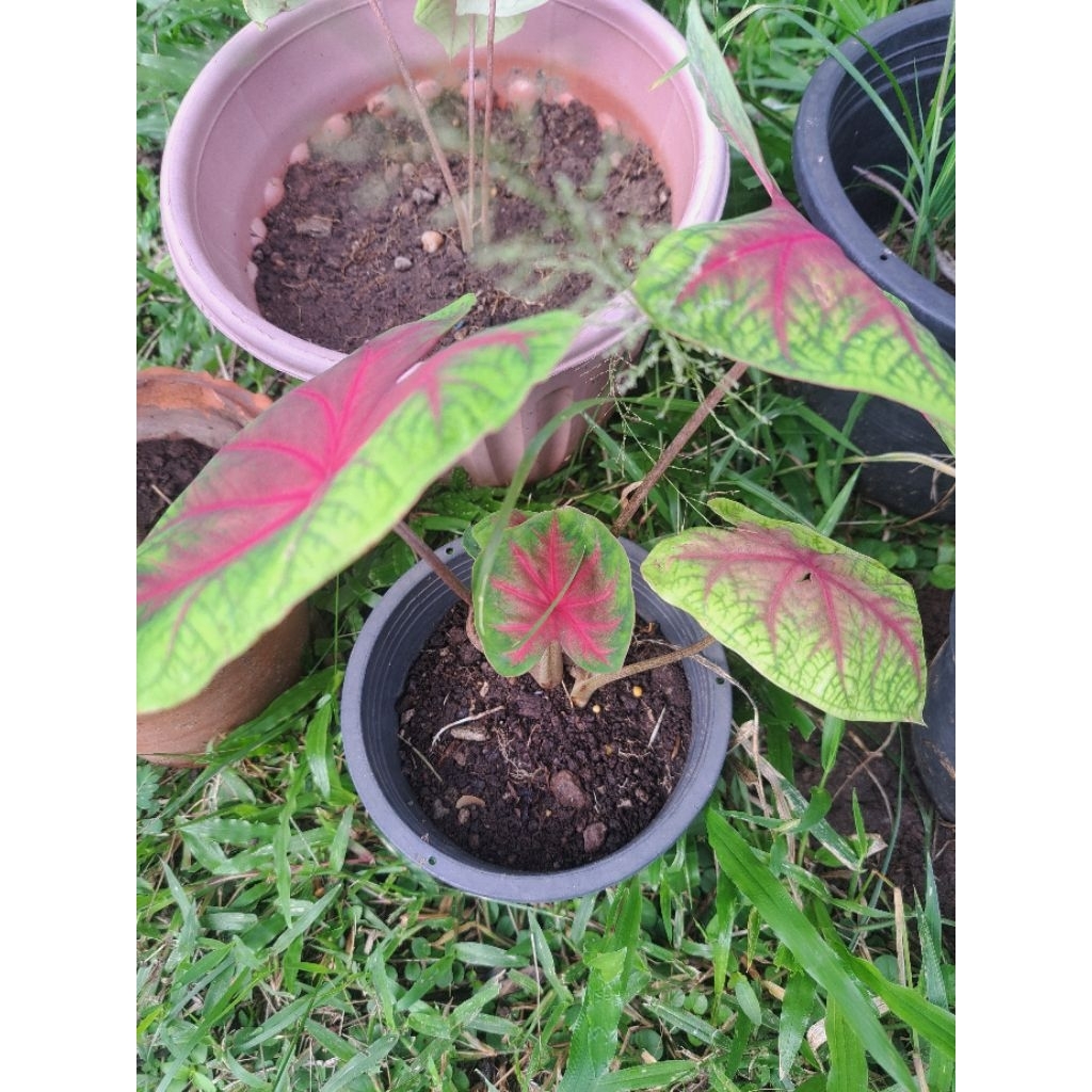 บอนสีราชินีใบไม้ น้องชื่อ ช้างเผือกใบบัว จัดส่งเป็นหัวราก