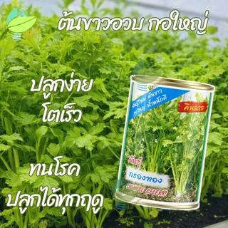 เมล็ดพันธุ์ ขึ้นฉ่าย กรองทอง ตราปลาทอง ( 50กรัม )