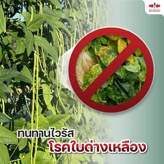 ถั่วฝักยาว เขียวดกเกษตร เมล็ดพันธุ์ ตราศรแดง บรรจุ 500กรัม