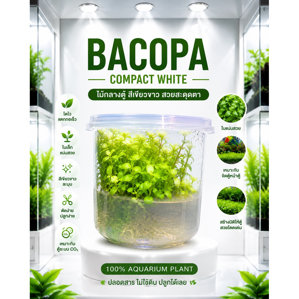 [MIN]Bacopa compact ‘white’ บาโคป้าไวท์ ไม้น้ำสีขาวอมเหลือง แซมด้วยเขียว ต้นตั้งตรงโตช้ามาก คนที่ชอบขาวๆไม่ควรพลาด