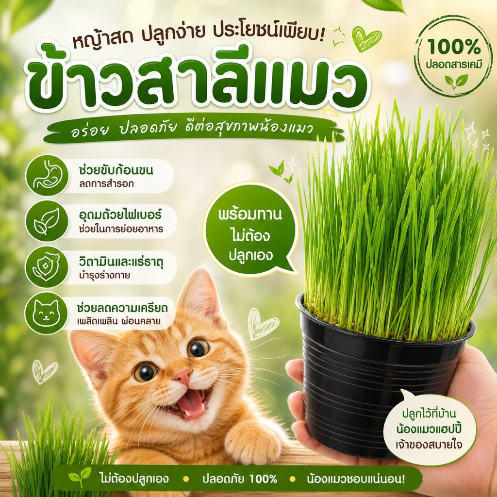 ข้าวสาลีแมว ต้นข้าวสาลี กระต่าย สุนัข แกสบี้ สัตว์ฟันแทะ