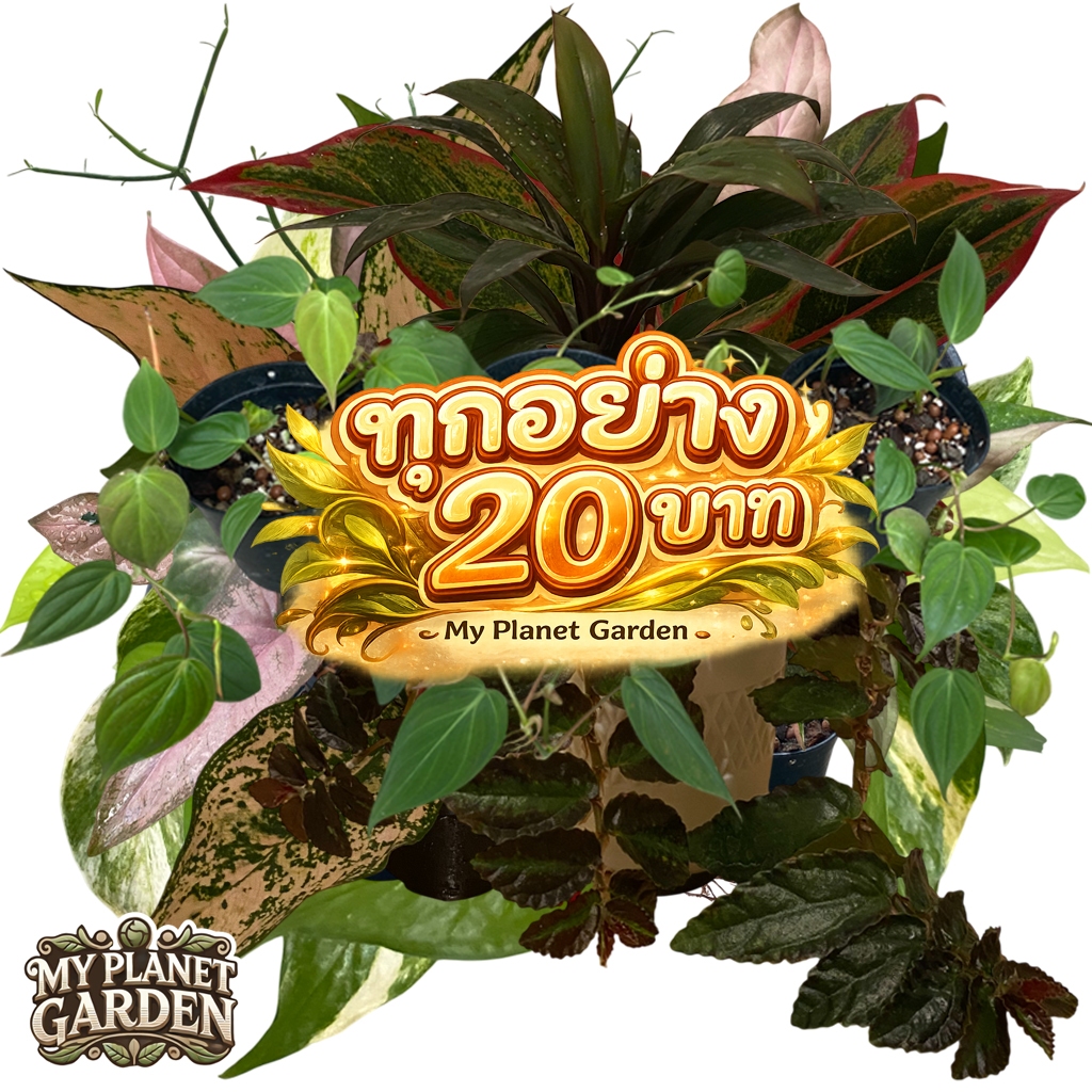 ทุกอย่าง 20 บาท ขั้นต่ำ 2 ต้น