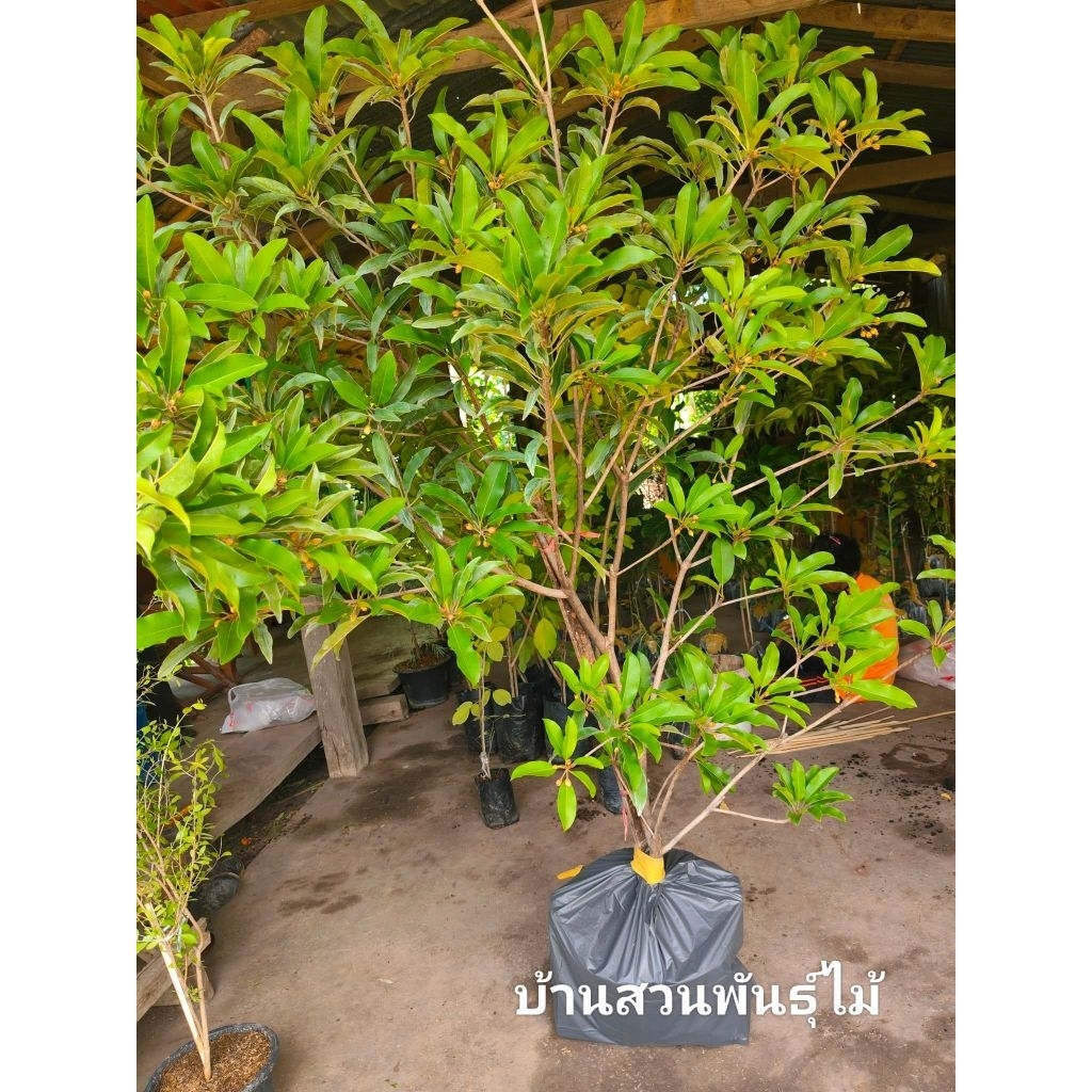 ต้นละมุด พันธุ์สาลี่ยักษ์ เวียดนาม ต้นใหญ่ ฟอร์มสวย สูง 1.9-2.2 เมตร ต้นติดดอก กระถาง 15 นิ้ว