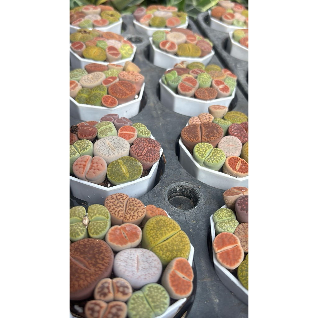 รอบ23/6/26 #ไลทอป Lithop Mix #แคคตัส #กระบองเพชร #cactus&succulents 31/7/25คัดต้นสมบูณร์ ณขนาดนั้นส่ง