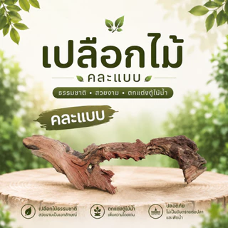 ขอนไม้แต่งตู้ปลา 25cm ชนิดไม่จม เปลือกไม้ธรรมชาติ ไม้เทอราเรียม ยึดมอส ไม้น้ำ ที่หลบปลา แต่งสวนถาด