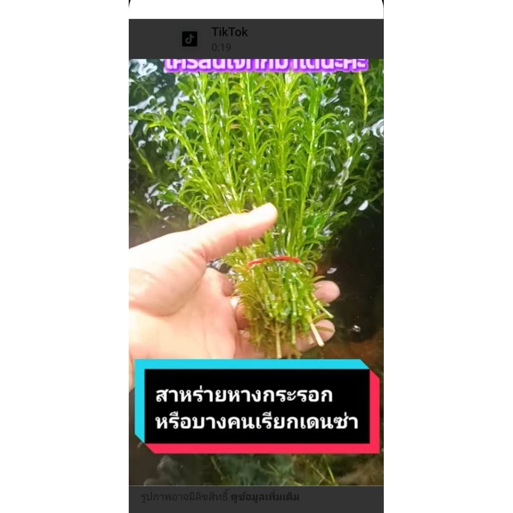 สาหร่ายหางกระรอกสาหร่ายน้ำจืดราคาถูกจัดให้แบบจุใจสาหร่ายหางกระรอกควรหักให้สั้นแล้วปักจะงอกใหม่สวยมากครับจุใจเหมือนเดิม thumbnail 9