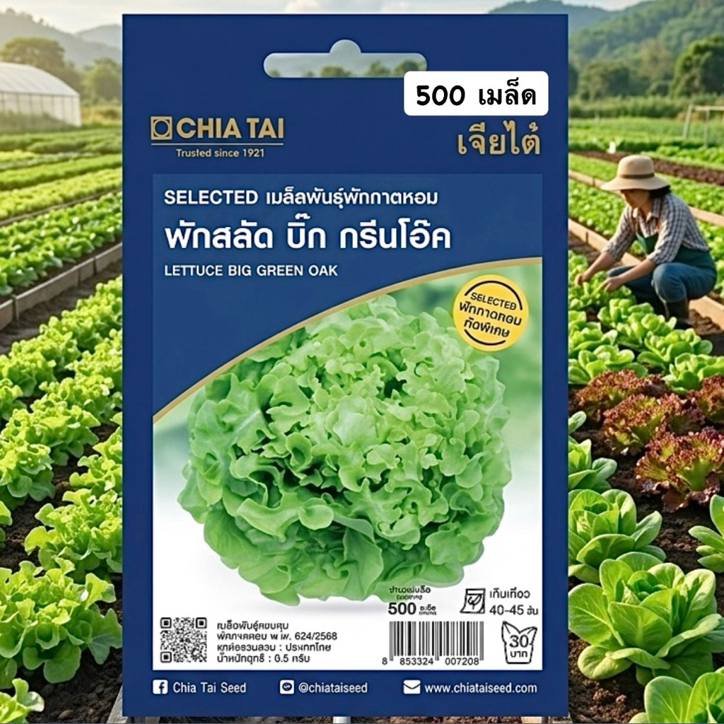 เจียไต๋ สลัด บิ๊กกรีน กรีนโอ๊ค  (ประมาณ 500เมล็ด)
