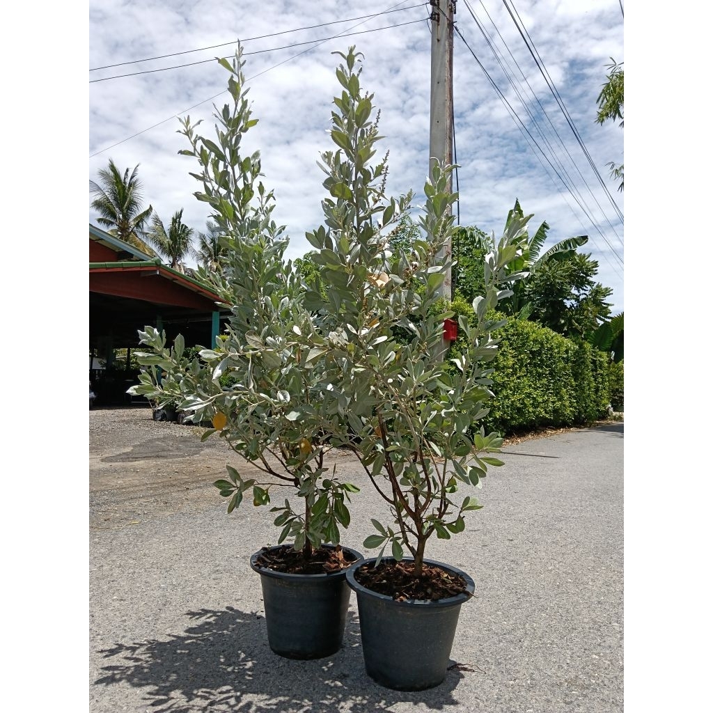 ต้นกระดุมใบเงิน (Silver Buttonwood) ใบสีฟ้าเหลือบเงินสวยงาม ทนแดด ทนแล้ง และทนดินเค็มได้ดี