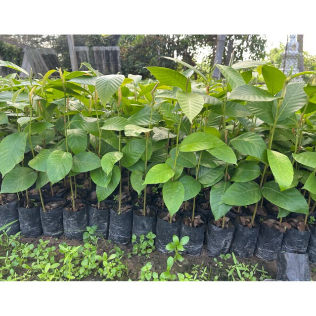 ต้นยางนา ต้นยางนาราดเชื้อเห็ด เห็ดระโงก,เห็ดไค,เห็ดตับเต่า,เห็ดโคน สูง20ซม.ขึ้นไป