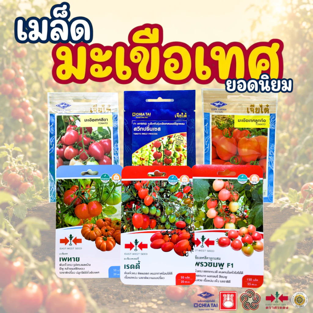 มะเขือเทศ รวมยอดนิยม เจียไต๋ ศรแดง (*เมล็ดมะเขือเทศ*) ติดผลดก สีสวย รสหวานกรอบ ปลูกง่ายทุกสภาพอากาศ