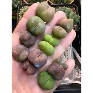 มูก้า conophytum maughanii ไม้อวบน้ำ พร้อมส่ง