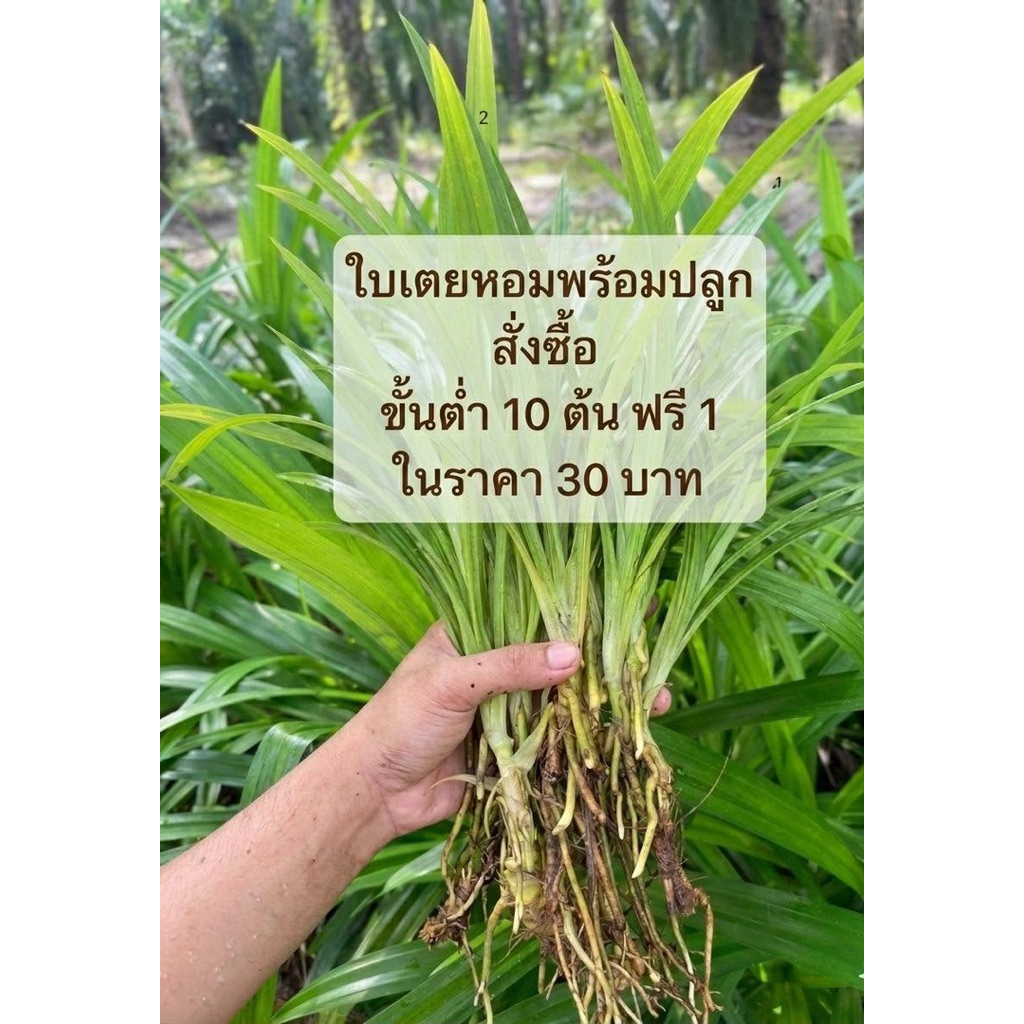 ต้นเตยหอม(ต้นพันธุ์แท้)พร้อมปลูกต้นละ5บาท 10ต้นฟรี1